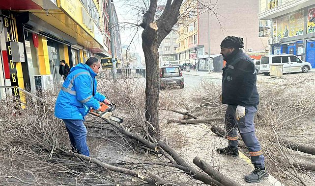 Iğdır'da ağaç budama çalışmaları devam ediyor