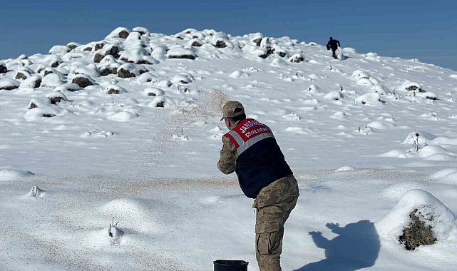 Jandarma yaban hayvanlarını unutmadı