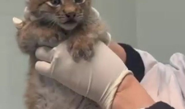 Kars'ta yavru vaşak Ani, doğal ortama bırakıldı