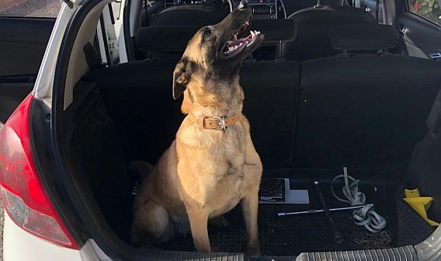 Kaybolan köpeğini bulana 10 bin lira ödül verecek