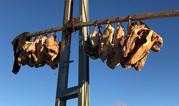 Kaz etleri direklerde asılı