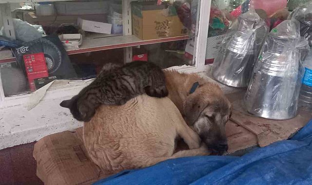 Kedi 'en olmadık yerde' ısınmaya çalıştı
