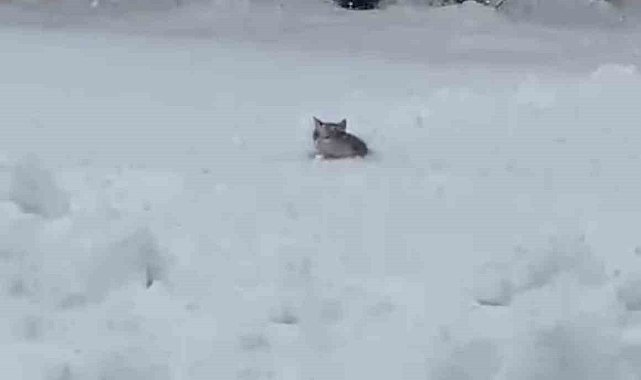 Kedinin karla imtihanı