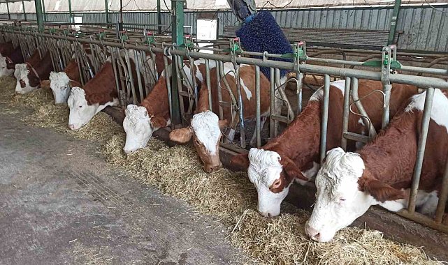 Malatya'da deprem sonrası yetiştiricilere hayvan dağıtımı desteği tamamlandı