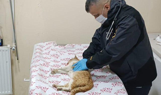 Merdiven boşluğuna düşen kedi kurtarıldı