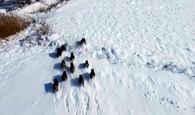 Popülasyonu artan domuz sürüsü havadan görüntülendi
