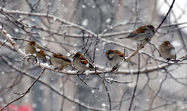 Sarıkamış buz tuttu
