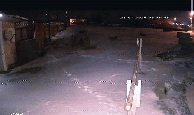 Şehre inen aç kurtlar köpeğe saldırdı