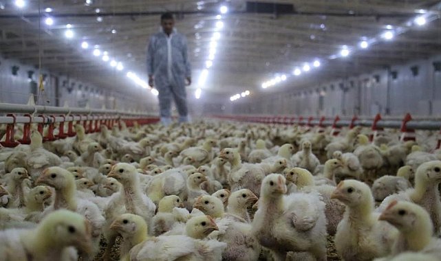 Tavuk yumurtası üretimi yüzde 2 azaldı