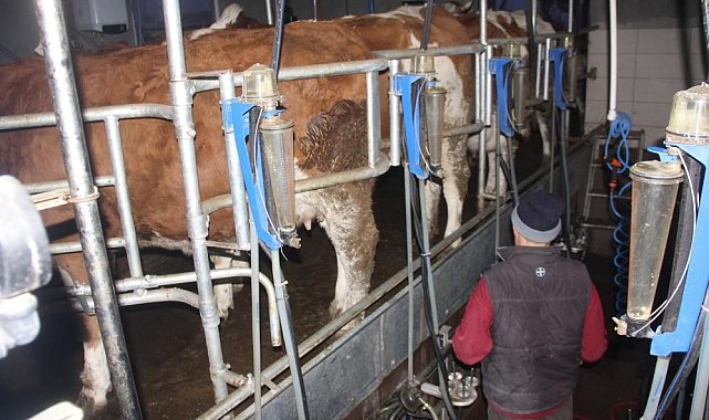 Ticari süt işletmelerince toplanan inek sütü miktarı yüzde 12,8 arttı