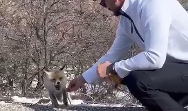 Tilkiye elleriyle çubuk kraker yedirdi