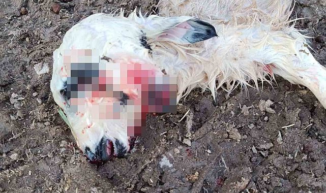 Tunceli'de çift başlı kuzu dünyaya geldi