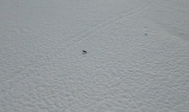 Tunceli'de karda yiyecek arayan tilki dron kamerasında