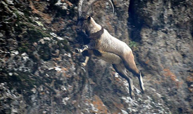 Tunceli'de karlı zirvelerde yiyecek arayan yaban keçileri görüntülendi