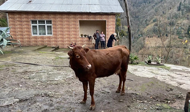 Türkiye-Gürcistan sınırında firari inek alarmı