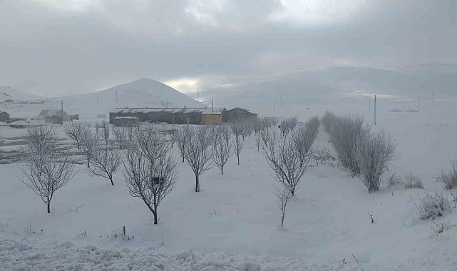 Van'da ağaçlar kırağı tuttu