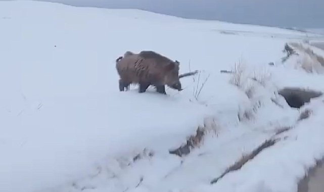 Van'da yaban domuzu görüldü
