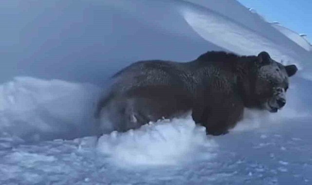 Yüksekova'da dev ayı karda yürürken görüntülendi