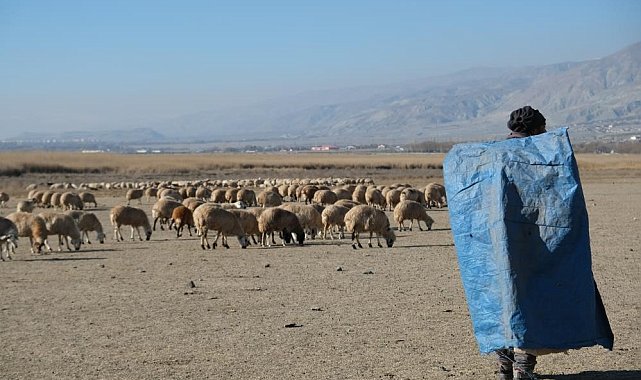 Zemheri ayında güneşli hava, küçükbaş hayvanları yeniden meralara çıkardı