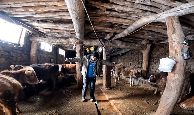 'Dilber' şarkısı ile ineklerin süt verimini artırdı