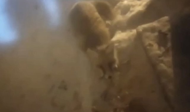 Aç kalan tilki evin kapısında yiyecek aradı