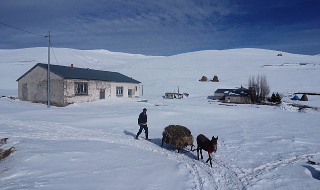 Besiciler çetin kış şartlarında hayvanlarını beslemek için zorlu mesaide