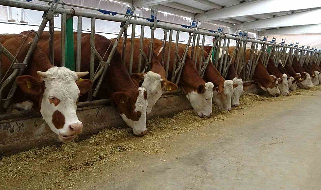 Devlet desteğiyle kurduğu tesiste günlük 700 litre süt üretiyor