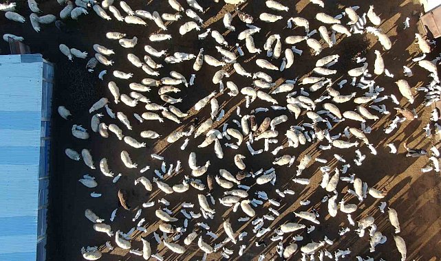 Elazığ'da koyun ve kuzuların coşkulu buluşması