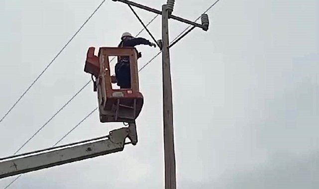 Elektrik direğinde mahsur kalan kediyi VEDAŞ ekipleri kurtardı