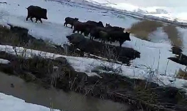 Erzurum'da aç kalan domuz sürüsü köye indi