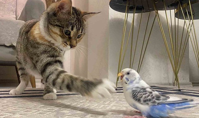 Erzurum'da kedi ile muhabbet kuşunun dostluğu gülümsetiyor