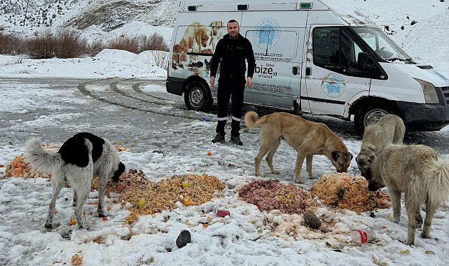 Hakkari&#039;de sokak hayvanlarına yiyecek bırakıldı