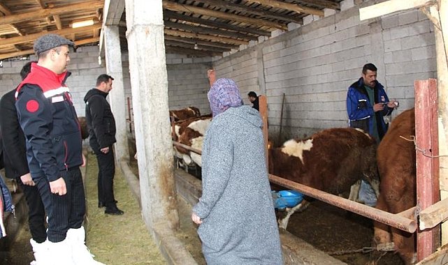 Iğdır'da hayvan aşılama çalışmaları devam ediyor