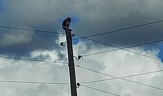 Direkte mahsur kalan kedi kurtarıldı