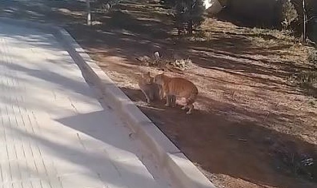 Kavga eden kedileri hem çekti hem de sunucu gibi anlattı