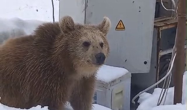 Kış uykusuna yatmayan ayı şantiyeye girdi