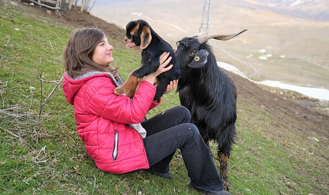 Muş'ta 3 ayaklı oğlak doğdu