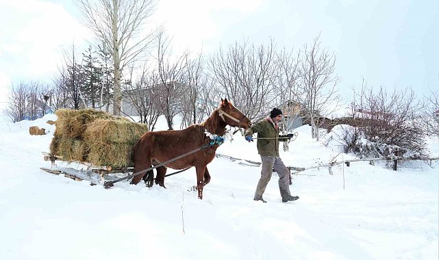 Muş'ta besicilerin imdadına atlı kızaklar yetişti