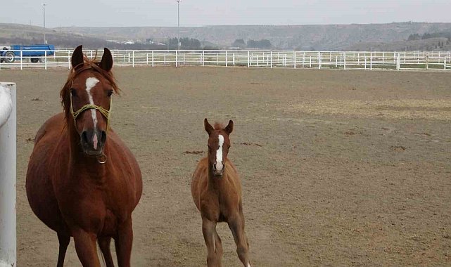 Şampiyon adayı taylar dünyaya gözlerini açmaya başladı