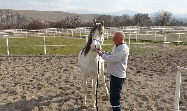 Sultansuyu'nda milyonluk taylar için modern tavlalar inşa ediliyor