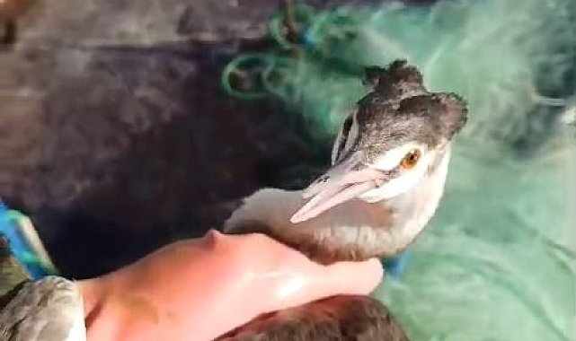 Tunceli'de ağa takılan balıkçıl kurtarıldı