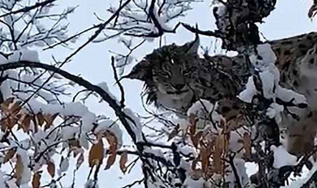 Tunceli'de karların arasında kamufle olan vaşak görüntülendi