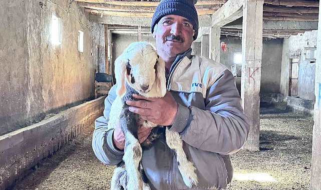 Yüksekova'da ithal çoban dönemi