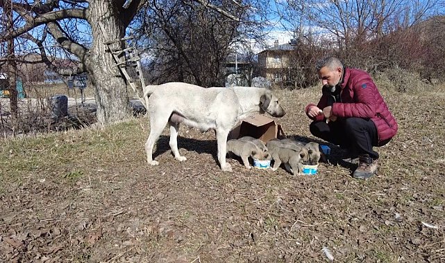 9 yavrusu bulunan sokak köpeğine mahalleli sahip çıkıyor