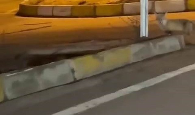 Aç kalan tilki şehir merkezine indi
