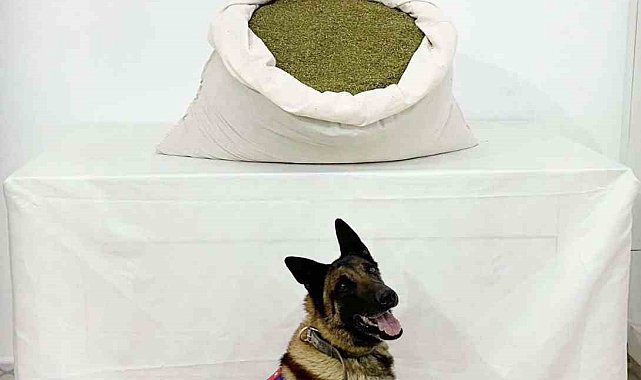 Bingöl'de 18,5 kilo toz esrar ele geçirildi