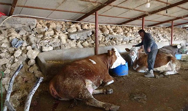 Depremzede hayvan yetiştiricileri üretimlerini sürdürüyor