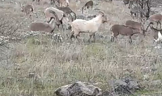 Elazığ'da dağ keçileri görüldü