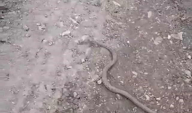 Elazığ'da vatandaşın yılanla diyaloğu gülümsetti