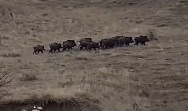 Elazığ'da yiyecek arayan domuz sürüsü görüntülendi